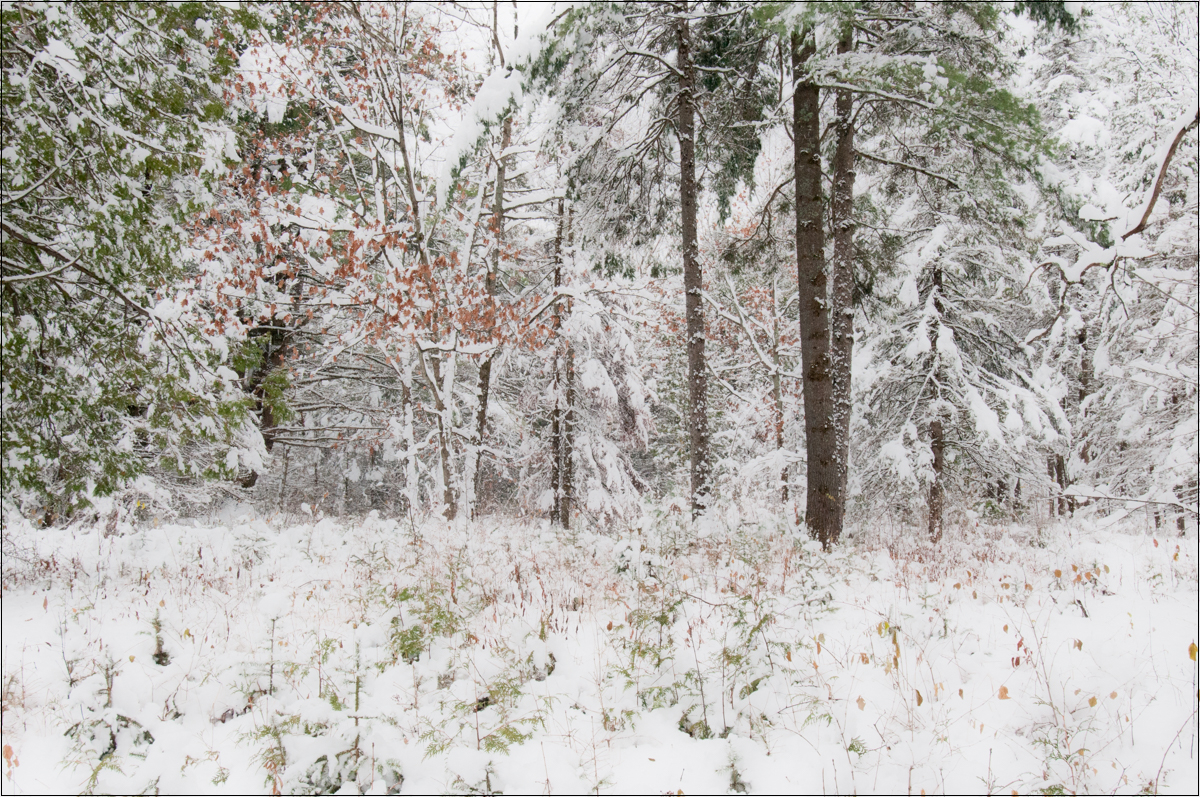 6_Cat2_DMC_unMonde-1