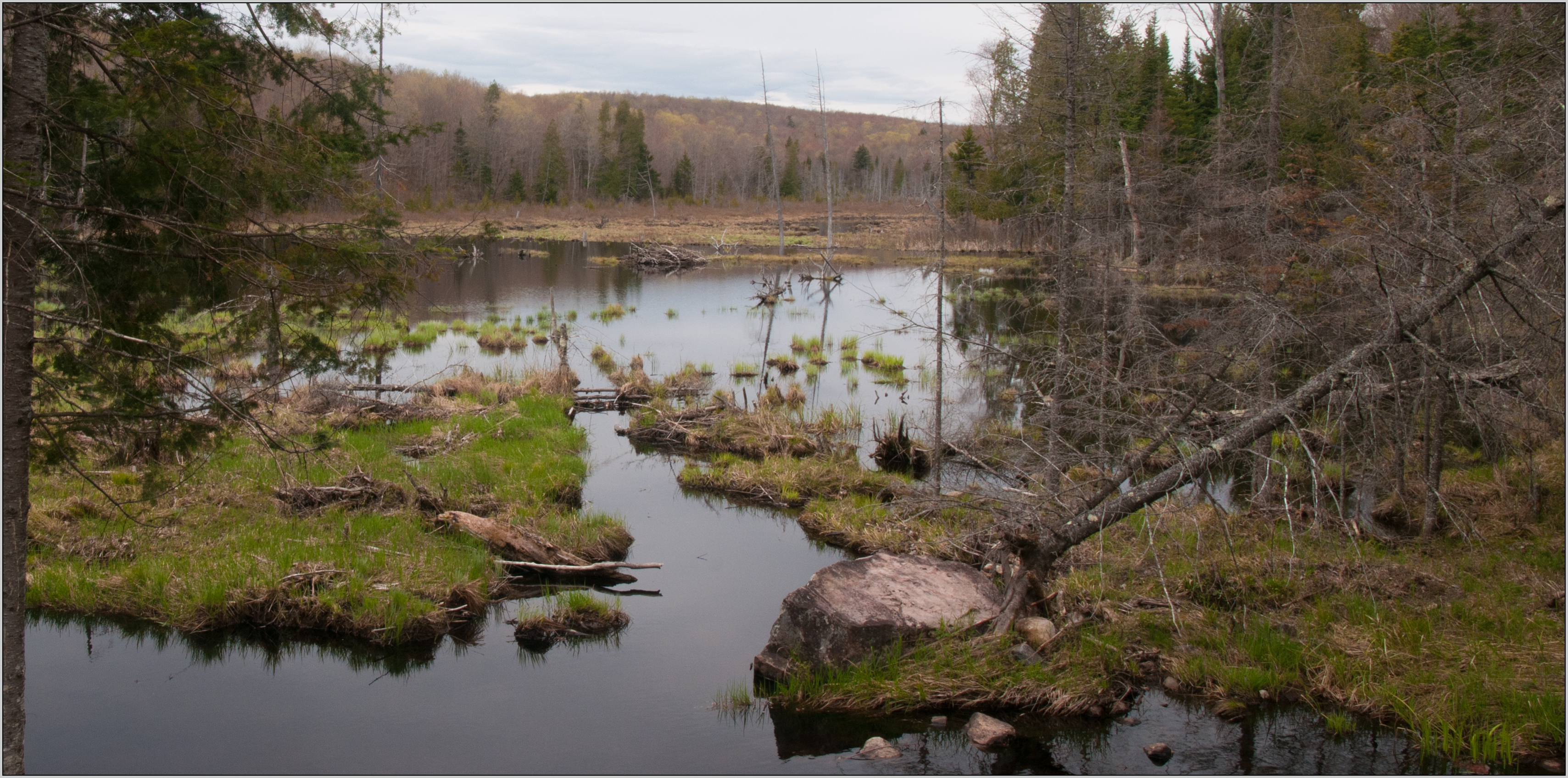 Un marais en Outaouais - 2019 (photo Claire Charron) Les chironomes, victimes collatérales du Bti, nourrissent de nombreuses espèces dans les plans d'eau dont les poissons, grenouilles, libellules, oiseaux et chauve-souris.